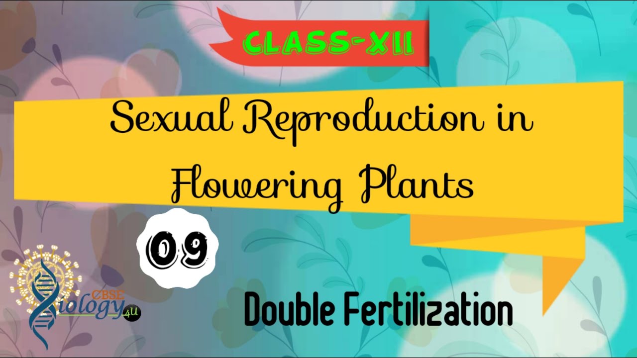 Double Fertilization | Sexual Reproduction in Flowering Plants | Class-XII | CBSE Biology