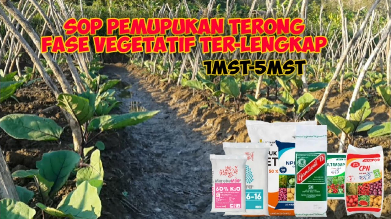 SOP Pemupukan Terong di Masa Pertumbuhan/Vegetatif