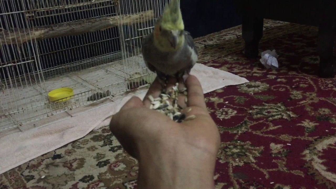 كيف تروض ببغاء كوكتيل وحشي ويخاف منك