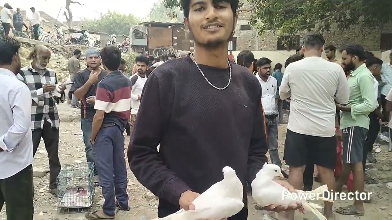 Agra me सबसे सस्ते कबूतर यहां मिलते है || SN medical ke paas || SB Animal Vlogs 