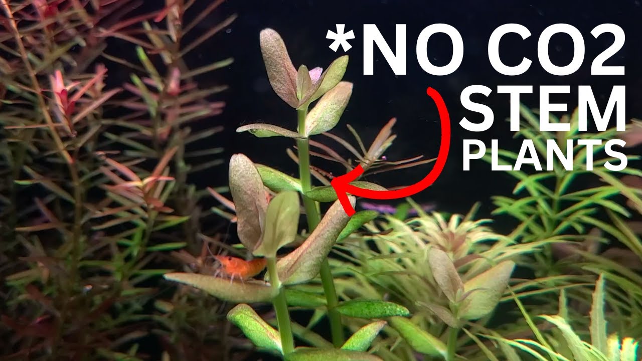 7 Fast Growing Aquarium Stem Plants Without CO2!