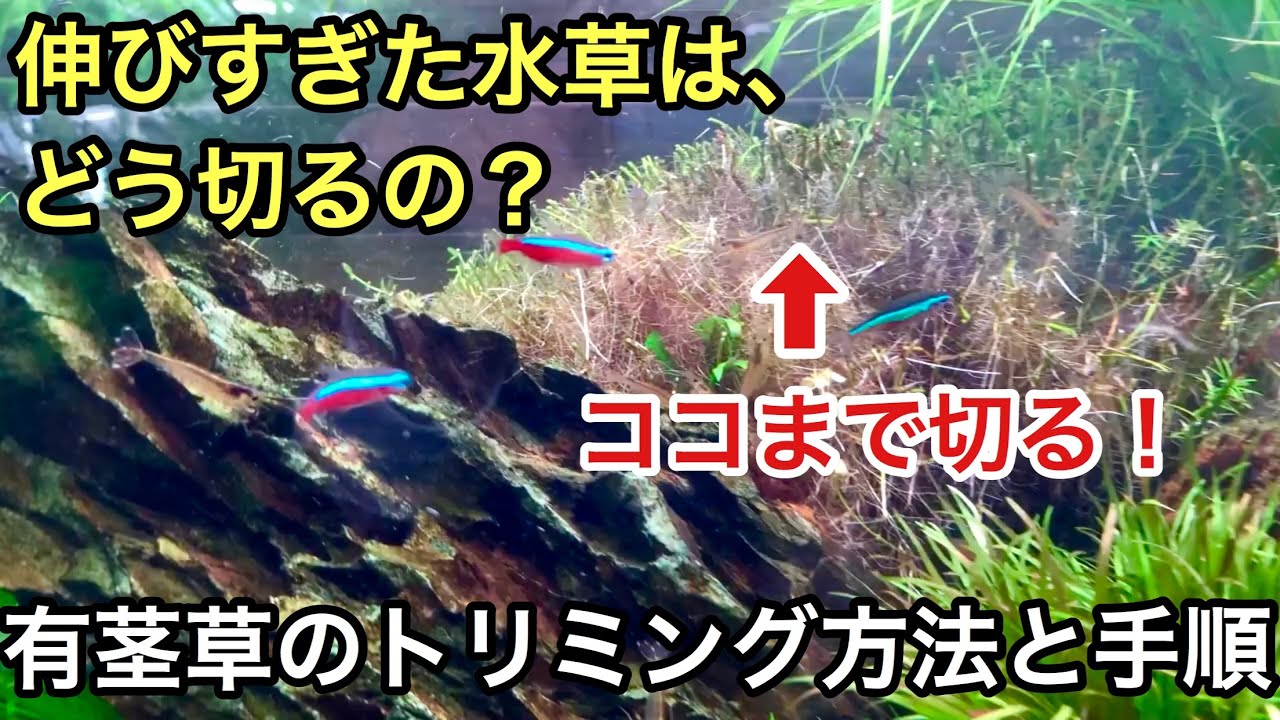伸びすぎたロタラなど有茎草のトリミングと正しい手順　ADAネイチャーアクアリウム水草水槽初心者セッティング立ち上げ、水換え水替え、換水、グリーンロタラ、コケ対策、植え方植栽、育て方、切り方
