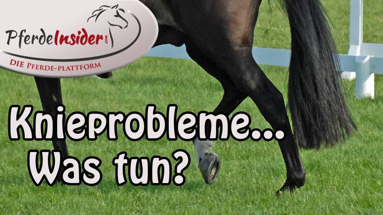 Knieprobleme beim Pferd: Was tun?