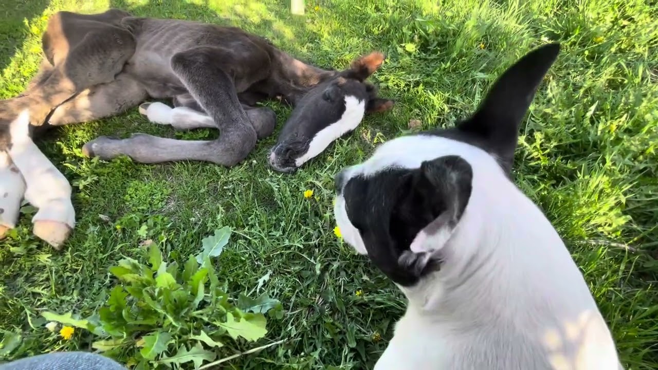 Coyote the feral foal is home