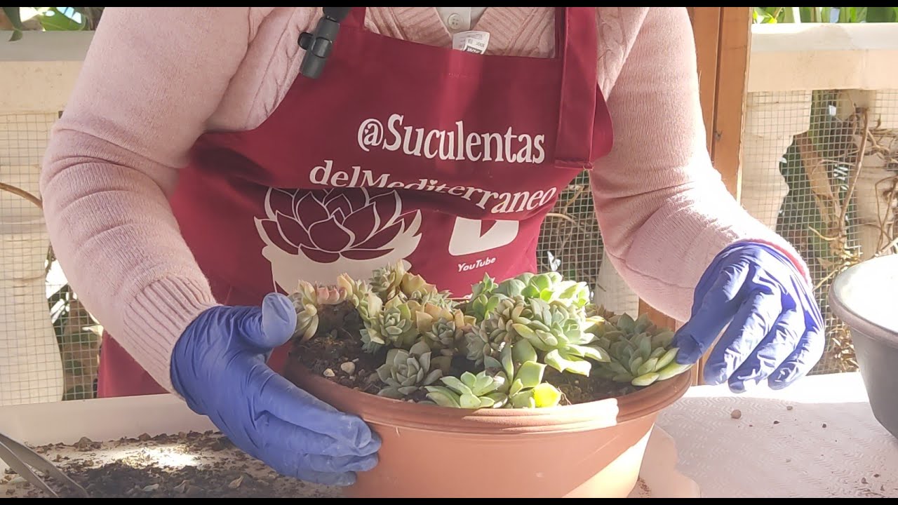 NUEVO, TRASPLANTES POR TIERRA HUMEDA