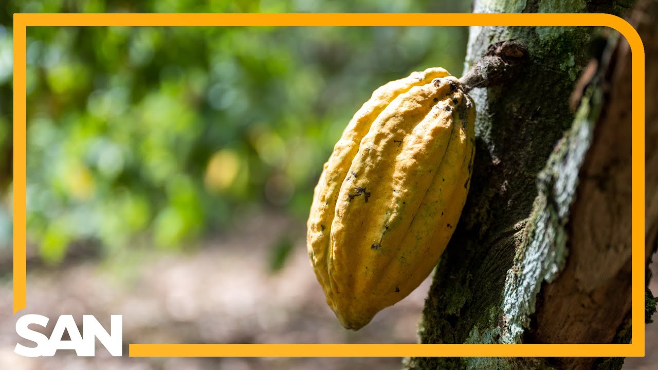 Cocoa crisis: Soaring chocolate costs; global heatwaves, disease