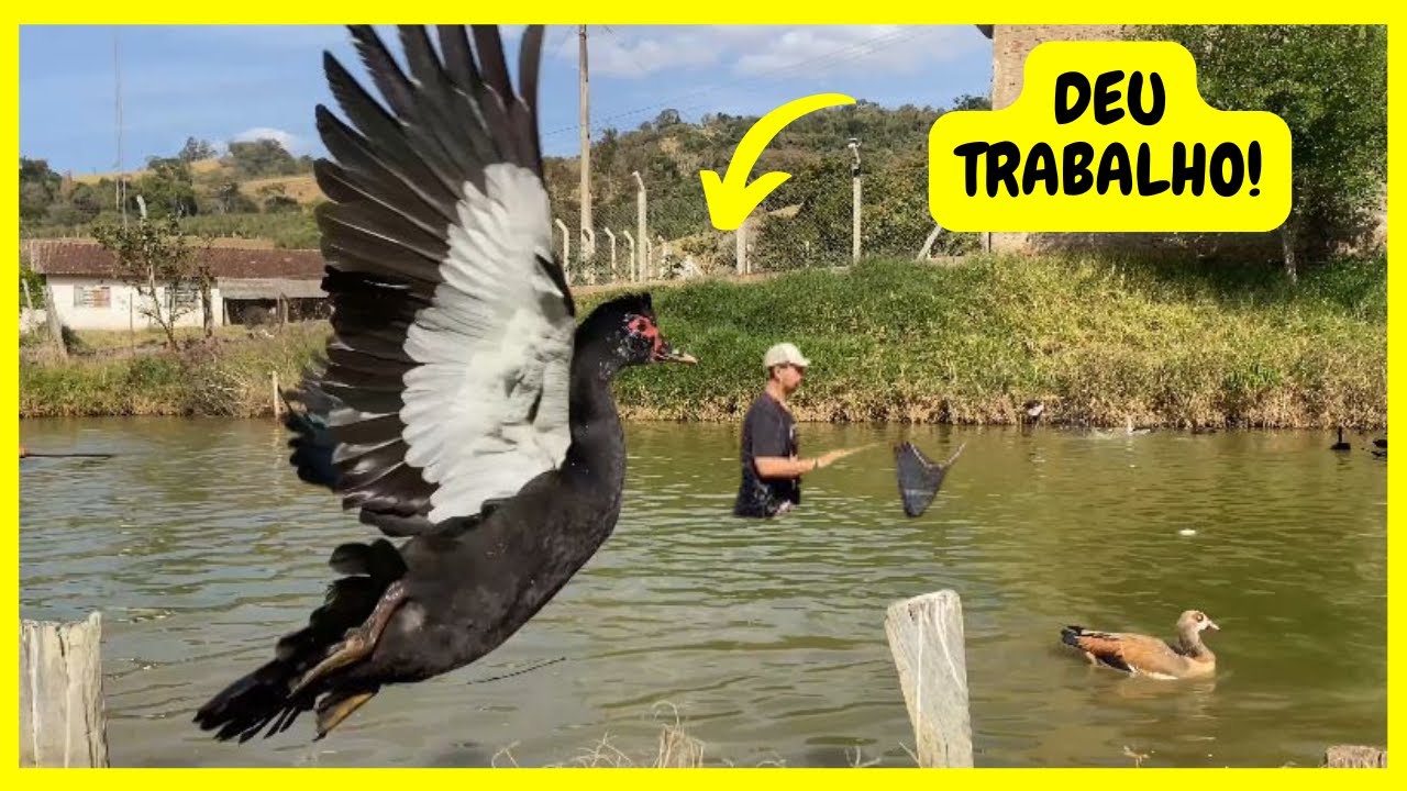 Pegando os Gansos do Egito do Chico - Nasceu Pintinhos Belgian - Ganhamos Pombas de Raça | Gutejando