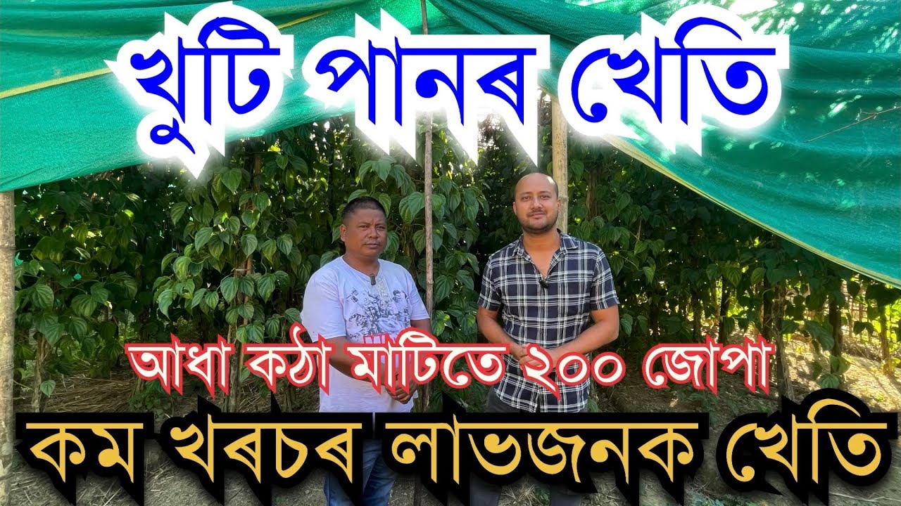 কম খৰচৰ লাভজনক পানৰ খেতি॥ KHUTI PAAN KHETI II Pan Kheti  ॥Farming ideas in Assam॥ Village farming