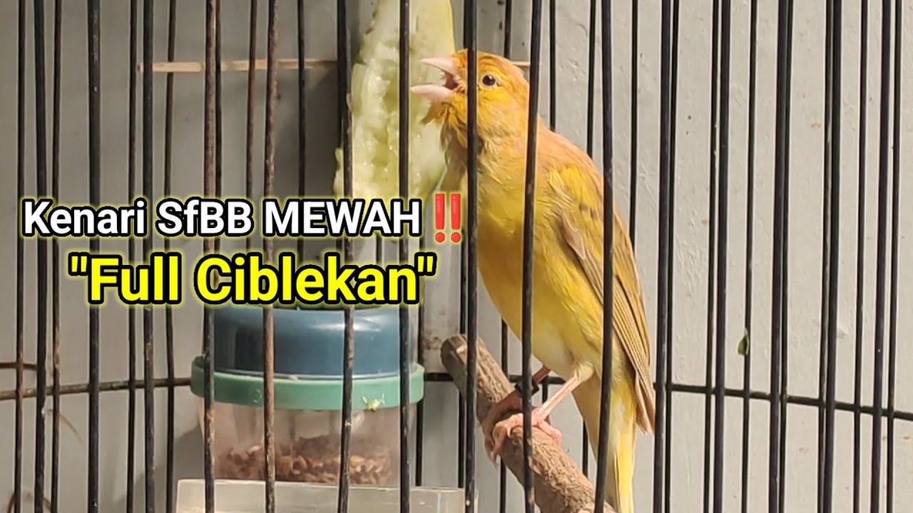 Kenari SFBB Gacor Materi Mewah‼️