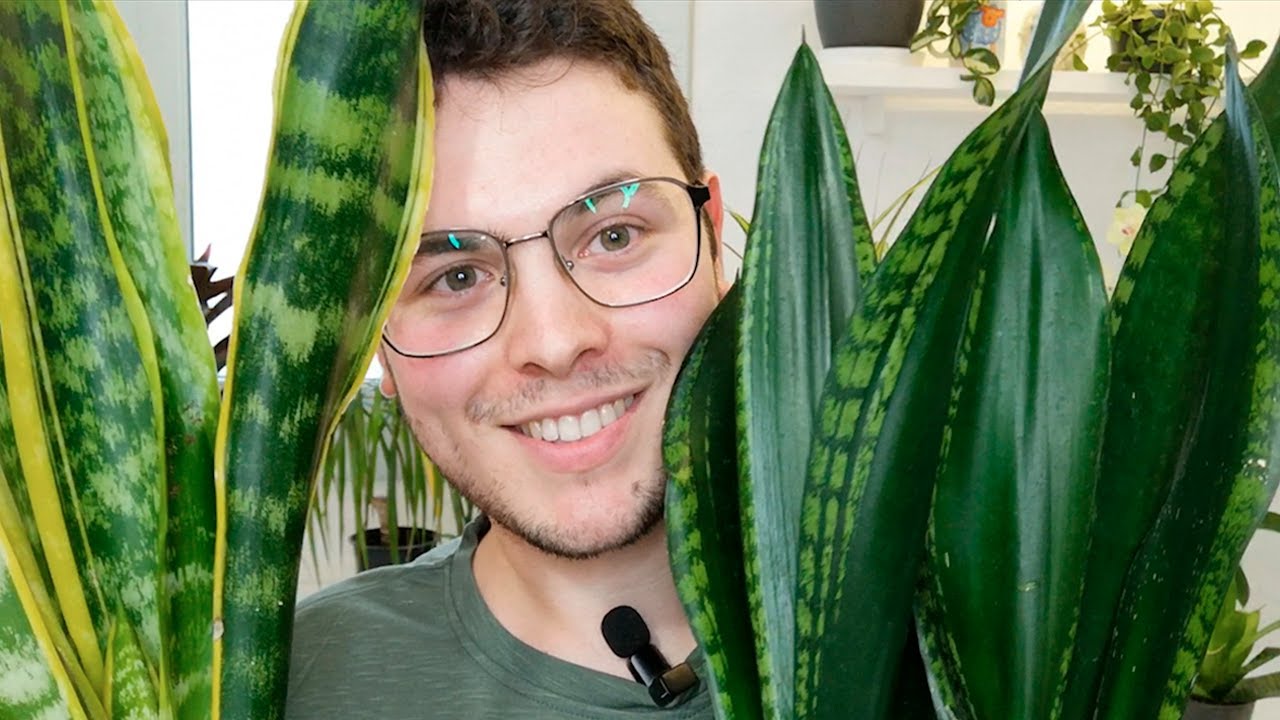 Sansevieria -Cuidados y Tips