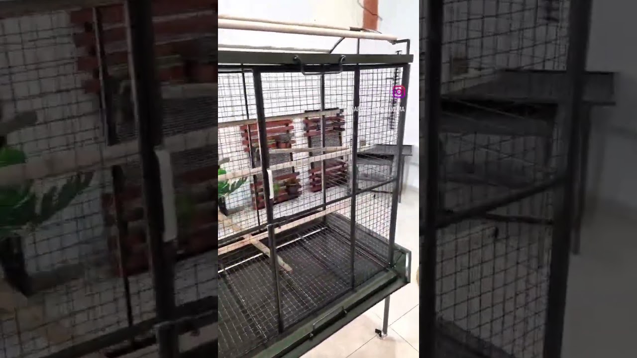 fabricacion de jaula para loro 🦜