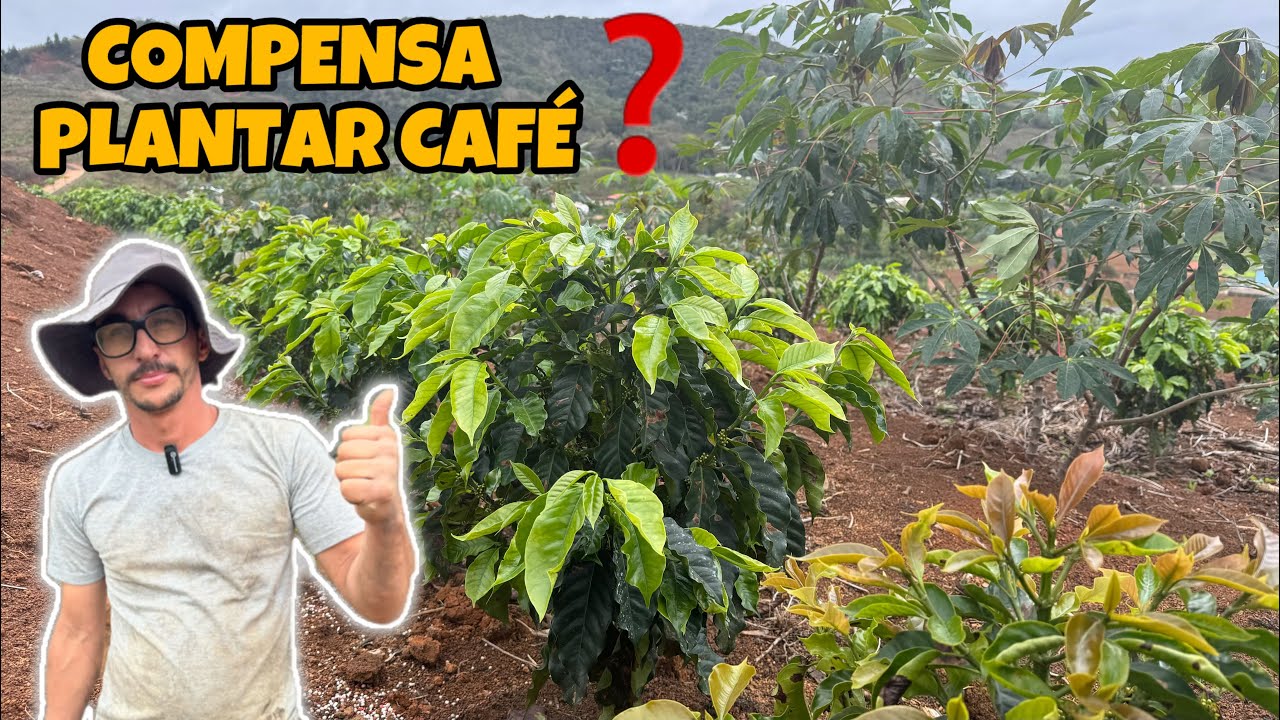 COFFEE! ALMOST 1 YEAR AFTER PLANTING