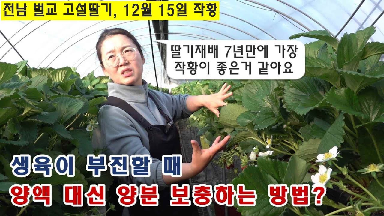 고설딸기재배, 생육이 부진할 때 양액 대신 양분 보충하는 방법 (전남 벌교)