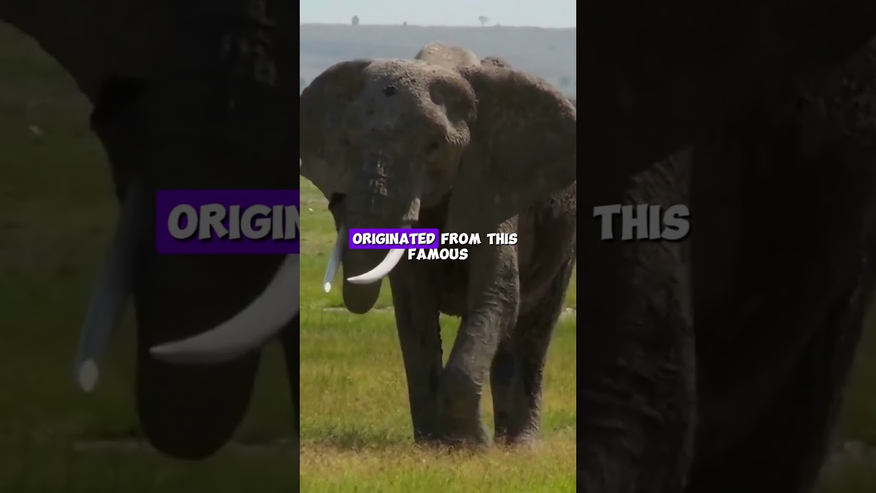 Meet Jumbo The World's Biggest Elephant and Circus Legend! #animals #facts