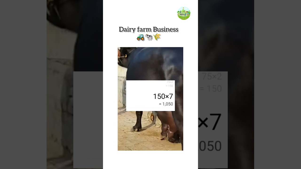 Dairy farm business ideas | Buffalo business farm | Buffalo 🐃 farms in India | #shorts #dairyfarm