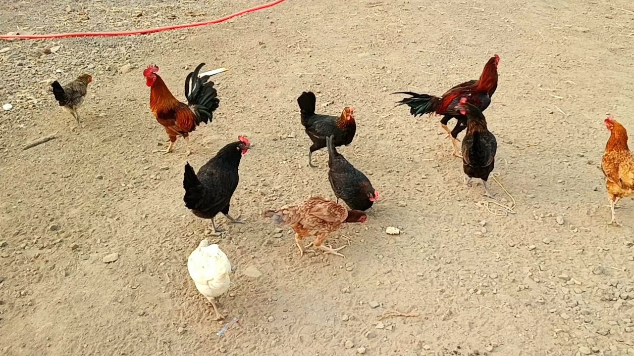 Free range murghi farm