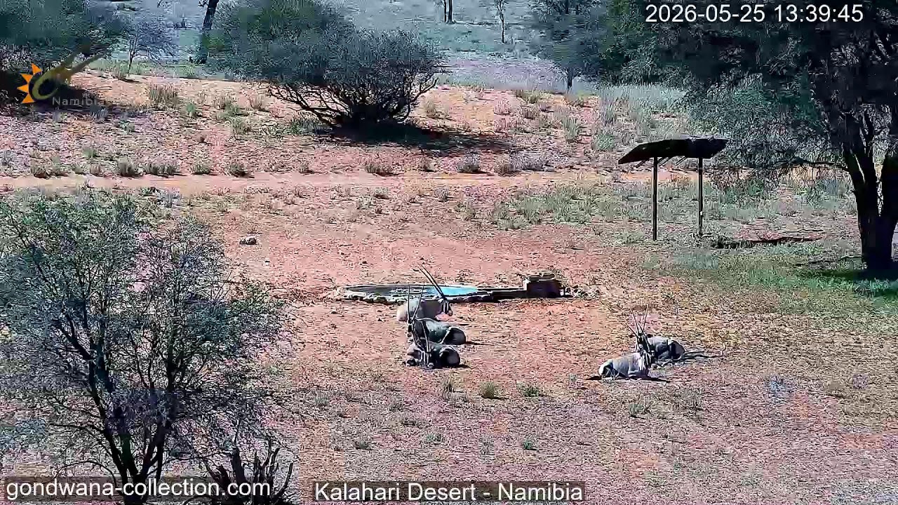 Namibia: Live stream in the Kalahari Desert
