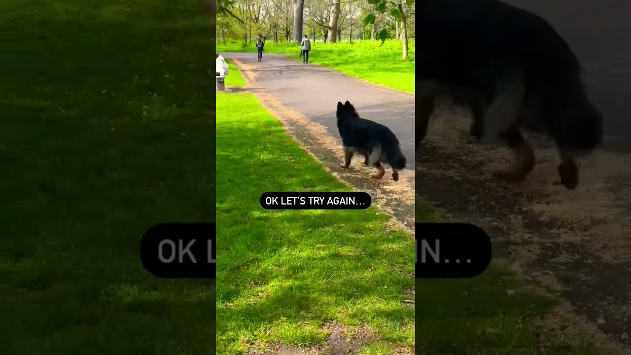 #dog#bhoot#cartoon#viral#trending#tiktok#video#youtubeshorts#shortvideo#love#comedy#short#shorts#dog