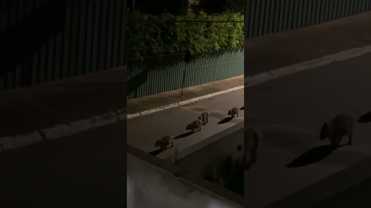 Herd of Capybaras Walk in a Row Down Brazilian Street