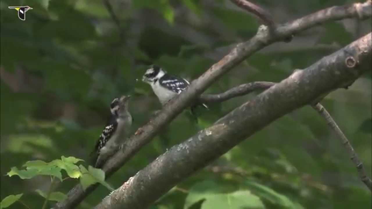 Downy Woodpecker