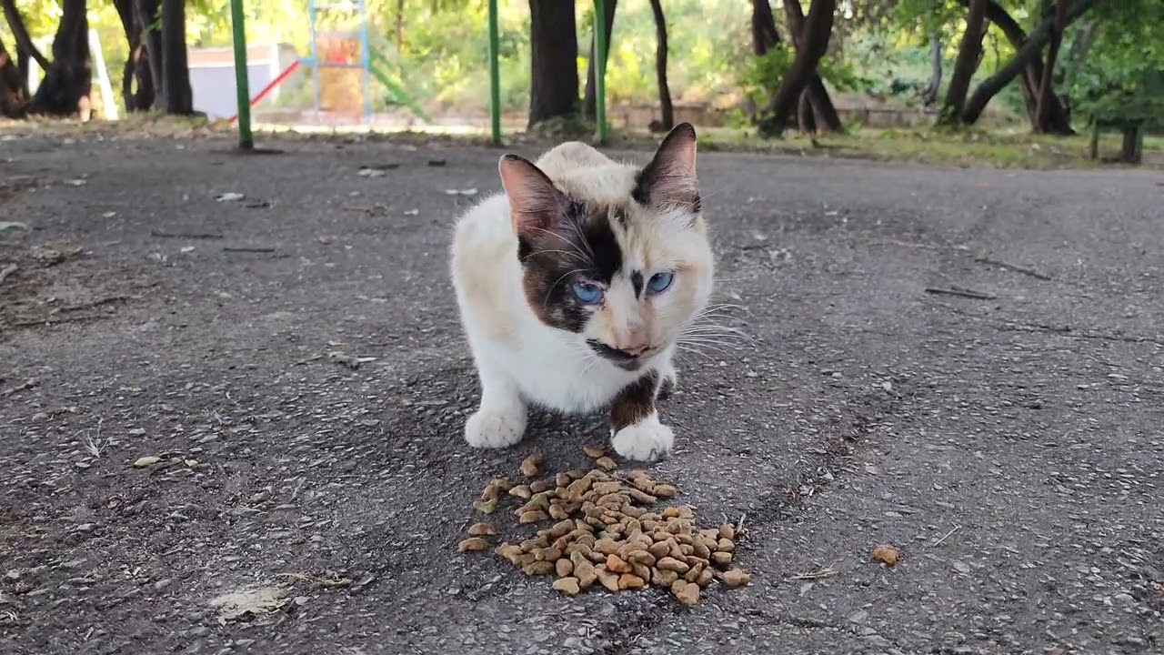 4K New introducing my neighbour blue eyes stray cat