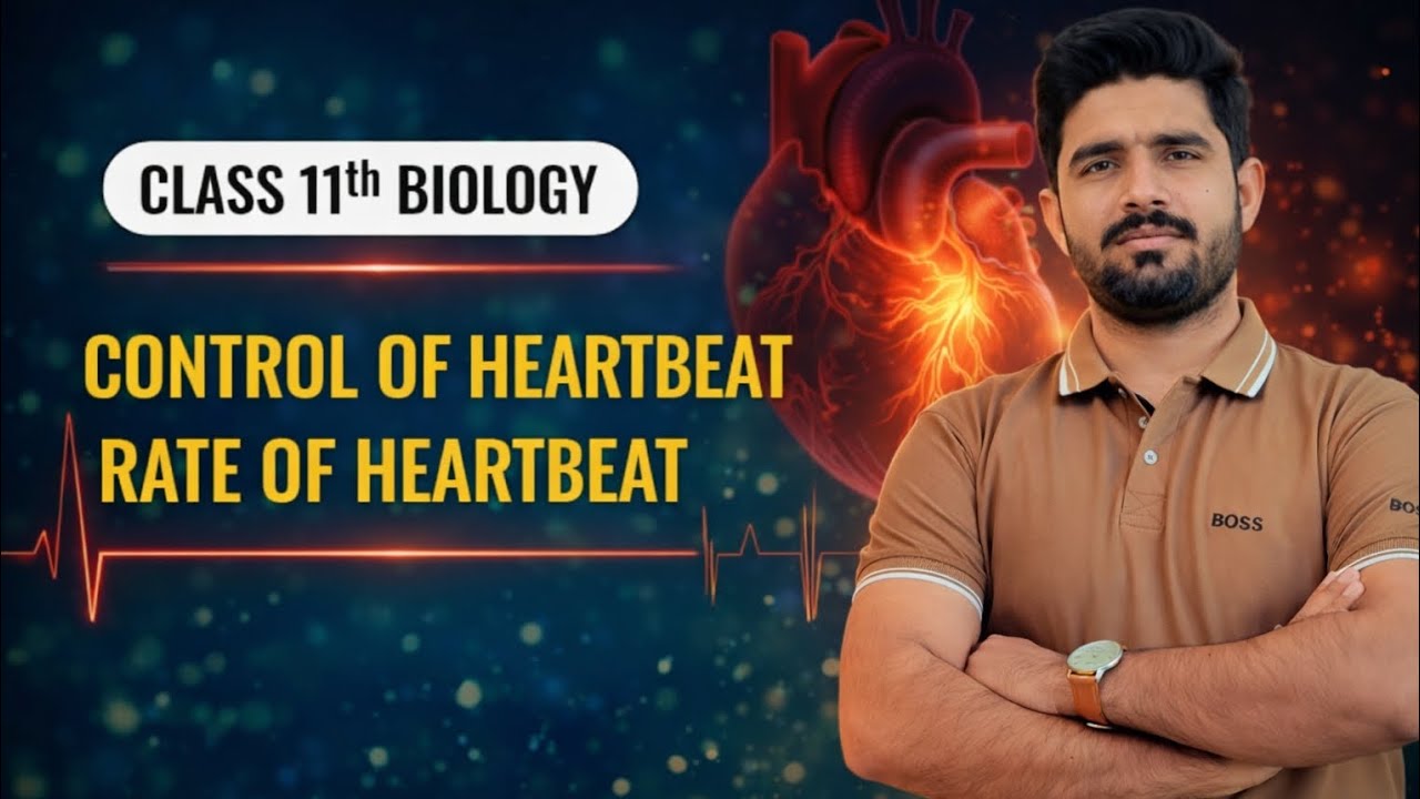 Control of Heartbeat | SA Node AV Node | Bundle of His | Rate of Heartbeat | Class 11 Biology