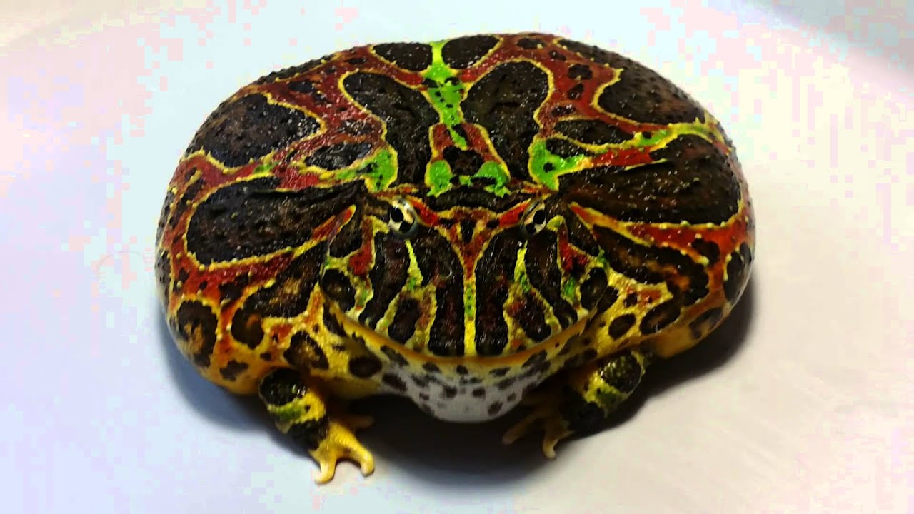 The Mountain! 9 Month Old Female Ornate Pacman Frog