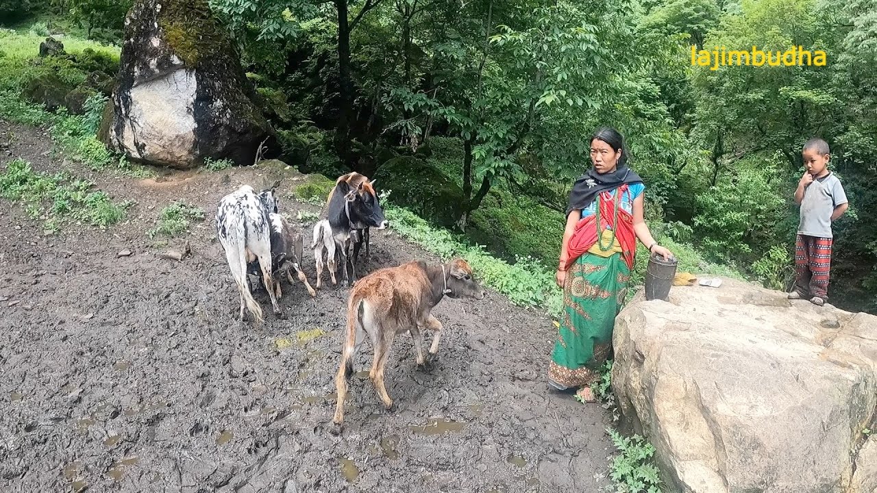 cow herder family kitchen || lajimbudha ||