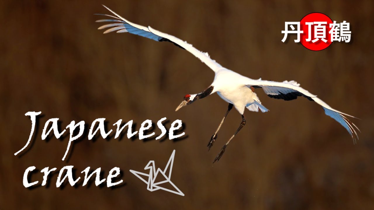 Red-Crowned Crane - The life of the Japanese Crane