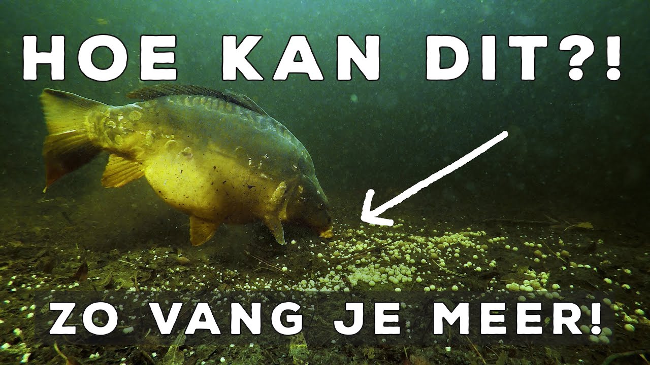 Hoe kan dit?! Onderwater Karpervissen op Hooked Lake met Underfishing!