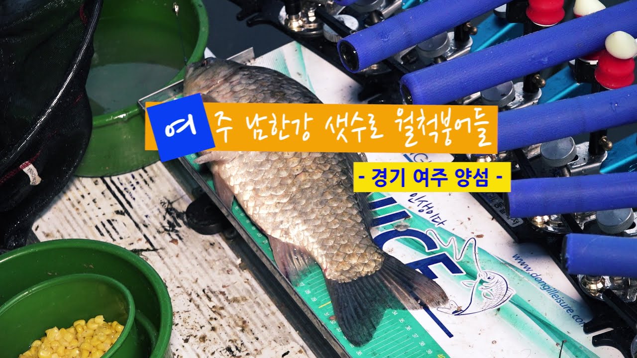 [자연지] 120.여주 남한강 샛수로 월척붕어들 - 경기 여주 양섬(2020.6.8)