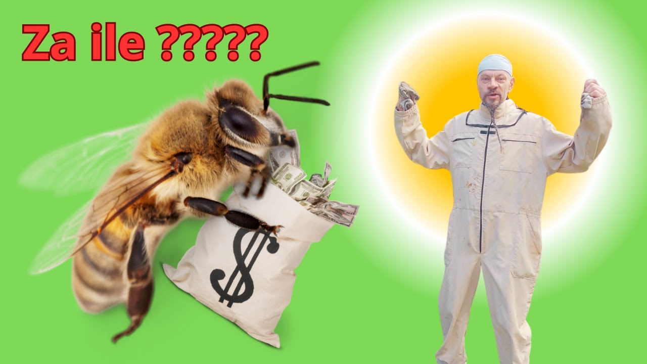 Pszczoły dla początkujących i amatorów - chcesz mieć swoją pasiekę? - czy warto?