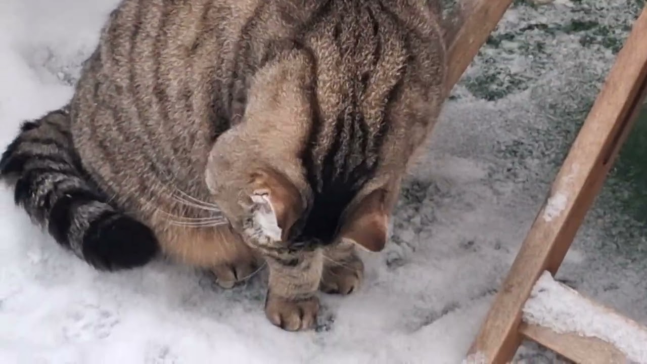 Giny im Schnee.