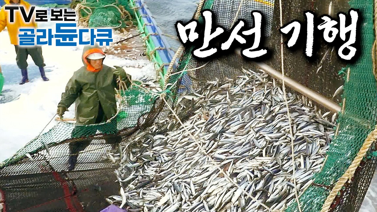 🌊바다에 돈이 꽈악 찼다!🌊 바다를 금고처럼 쓰는 어부들의 만선 기행｜그물 가득 잡힌 제절 생선들에 쉴 틈 없는 선원들｜선상 먹방｜한국기행｜#골라듄다큐