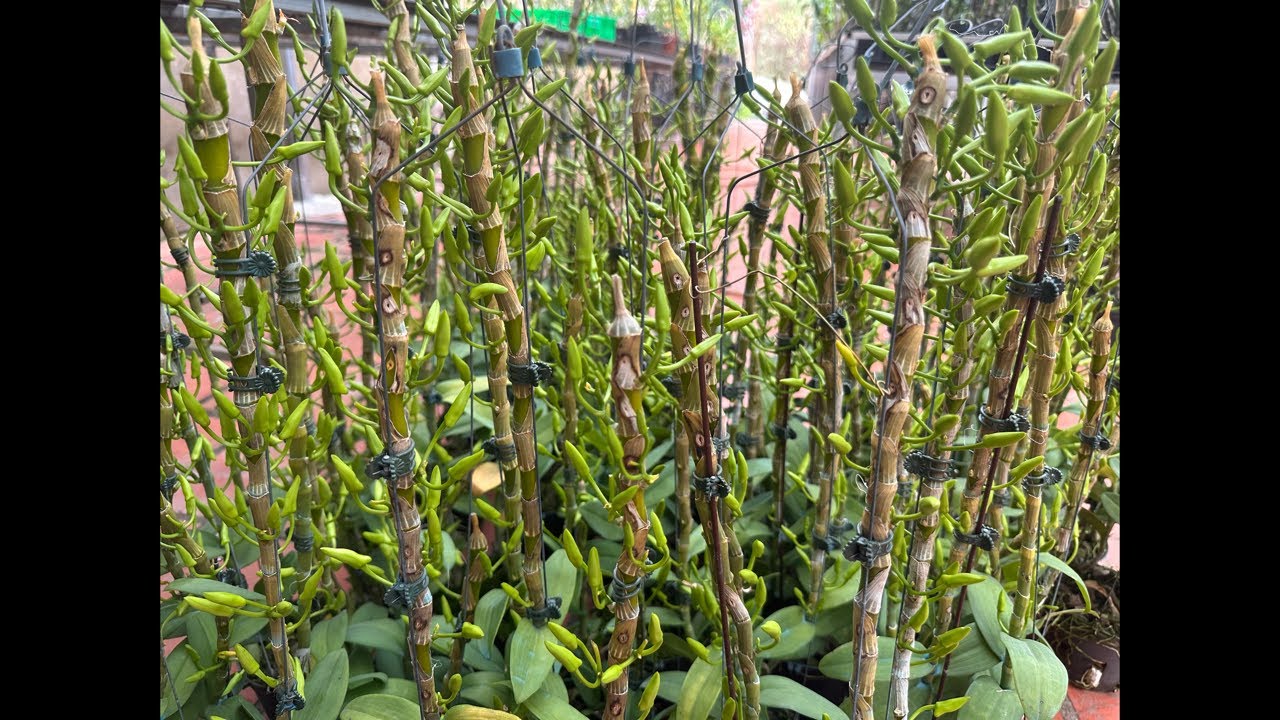 Phú Thọ nụ Tết siêu đẹp ạ