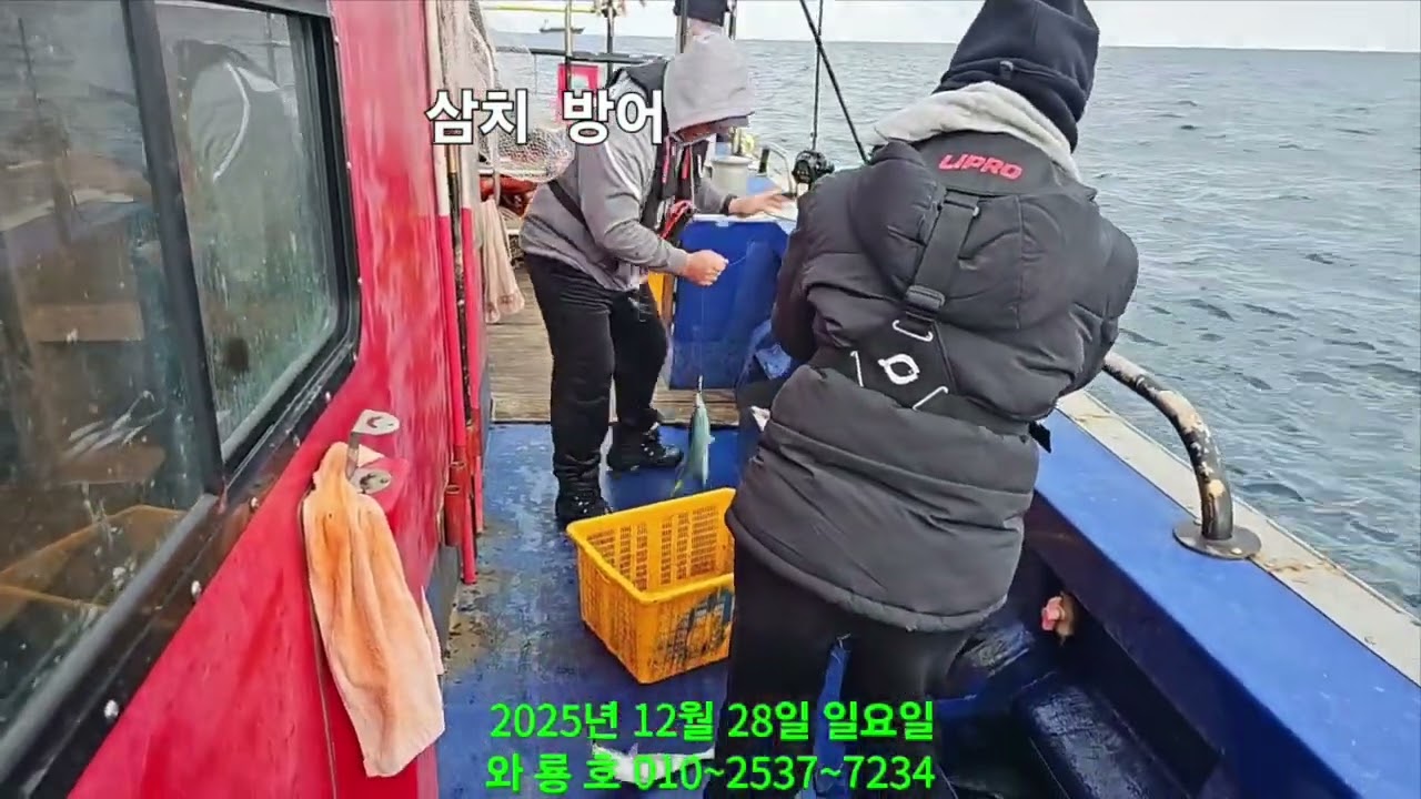 삼치방어 손맛 너무 좋아요 초보님도 쉽게잡습니다 #와룡호 ##생활낚시 #경주감포전촌항와룡호 #경주권 #fishing #대삼치 #경주대삼치 #감포대삼치 