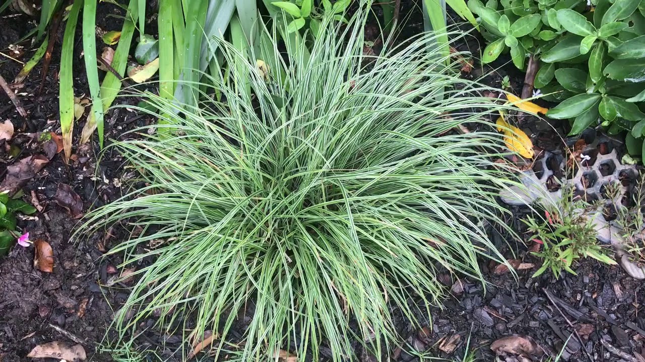 Plant Review: Carex, the wonder plant.