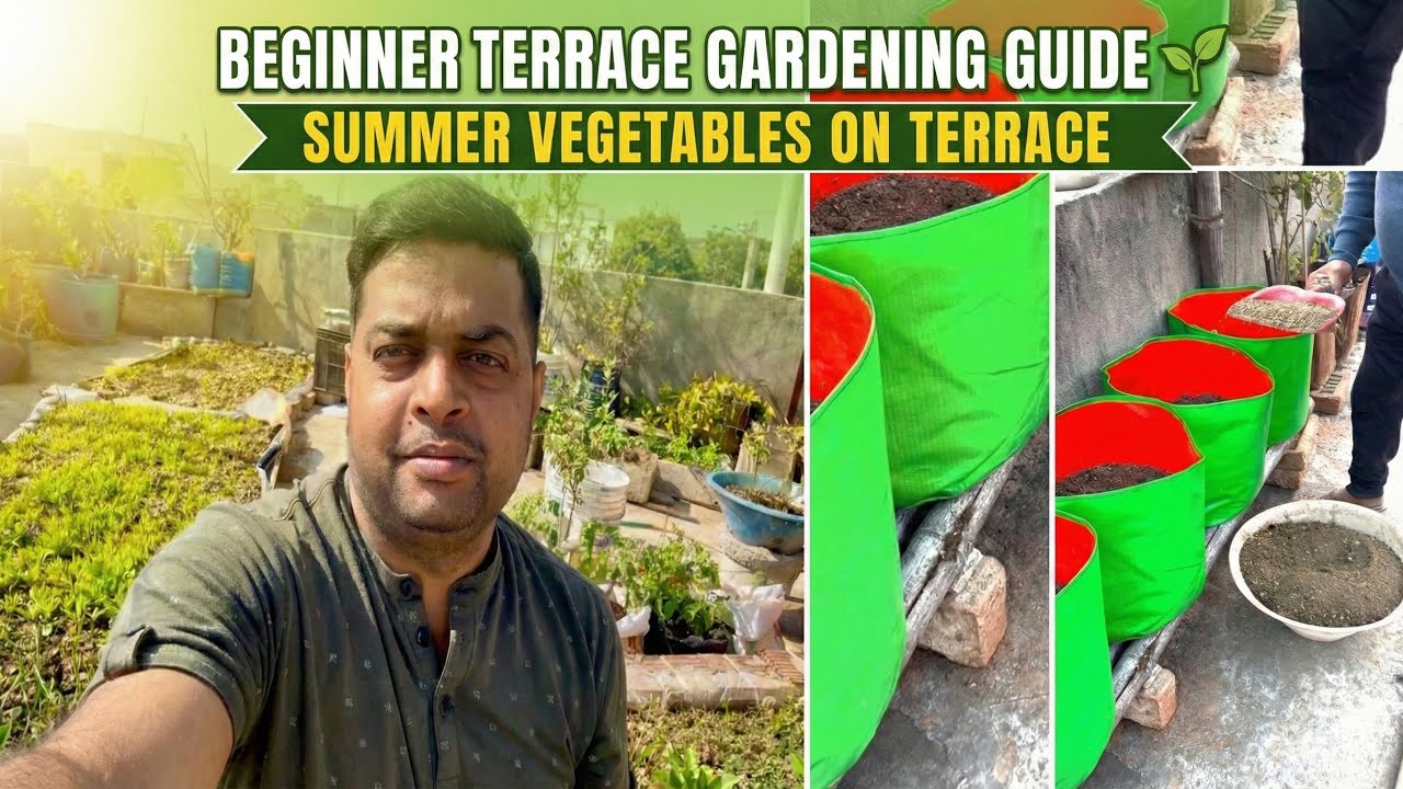 Beginner Terrace Gardening Guide 🌱 | Summer Vegetables on Terrace #urbanterracegarden