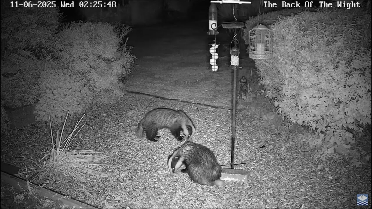 Two Badgers 11 06 2025