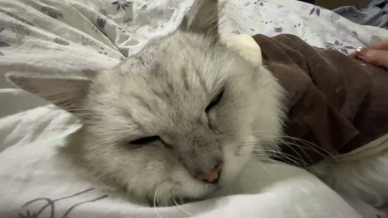 20260115日常#cat 