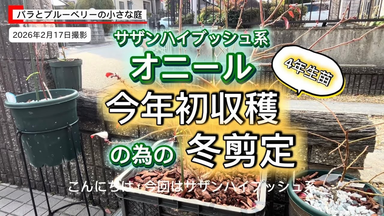 サザンハイブッシュ系オニール　初収穫の為の冬剪定-バラとブルーベリーの小さな庭