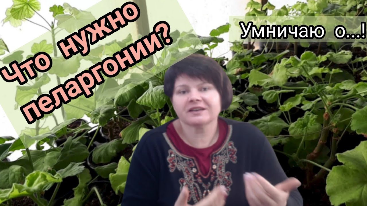 ПЕЛАРГОНИИ. Причины хлорозов и некрозов.