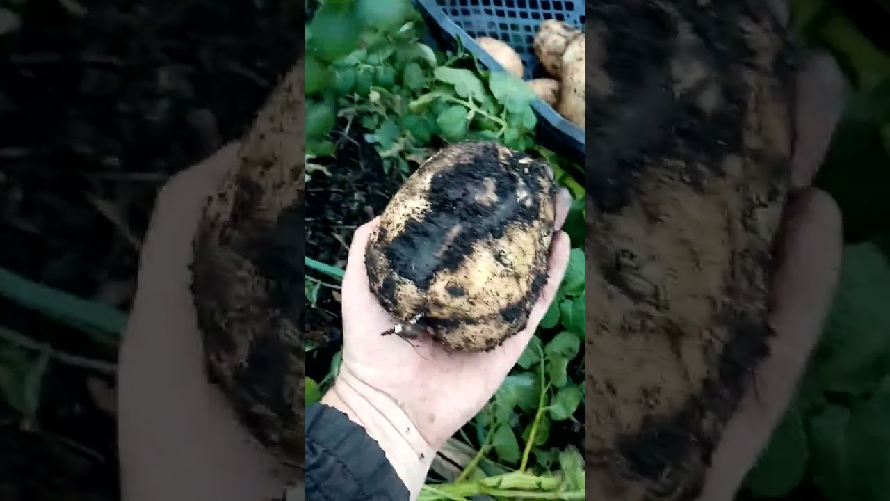 Картофель сынок из ботанических семян.