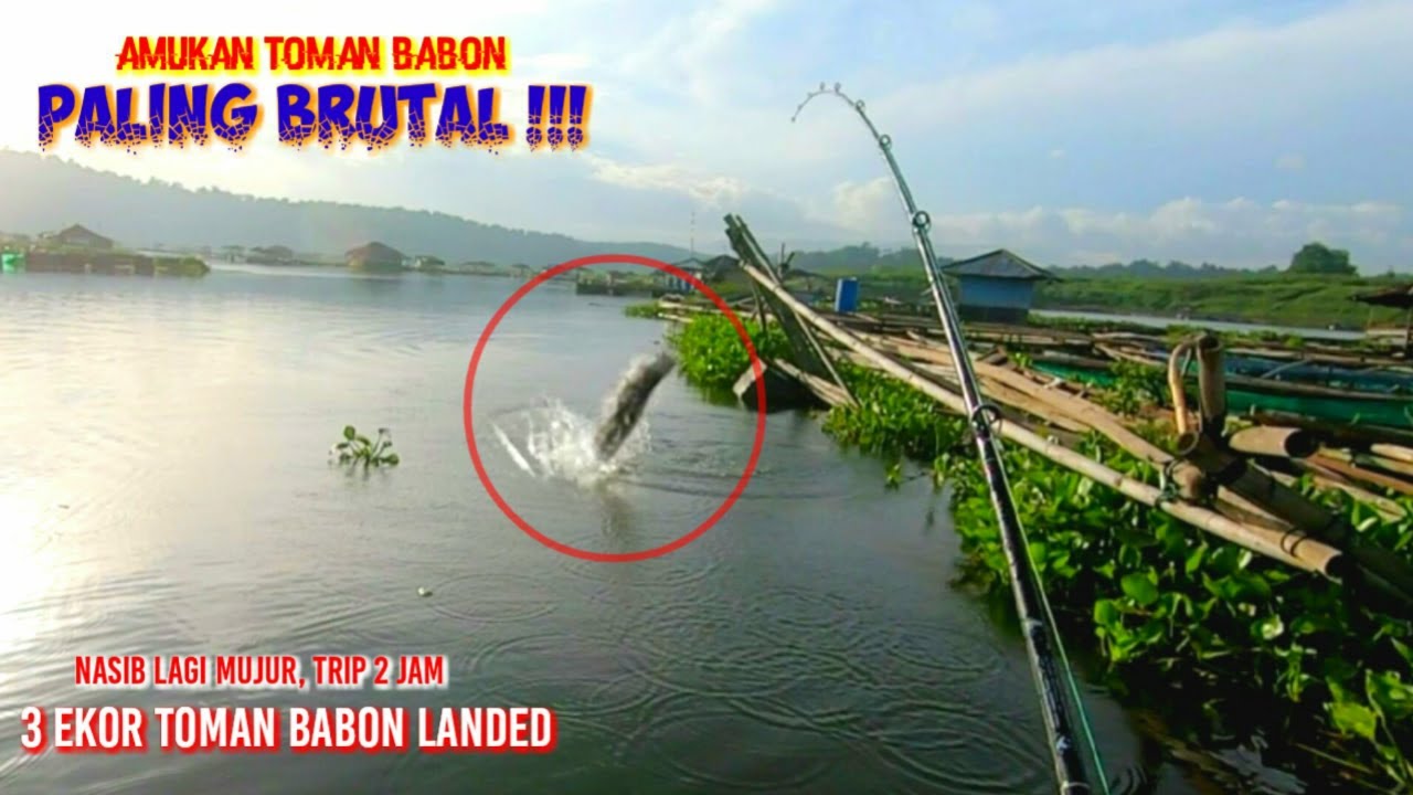 STRIKE 3 EKOR BABON TOMAN CIRATA || Yang Paling Besar Sangat Brutal - Ngablu Fishing