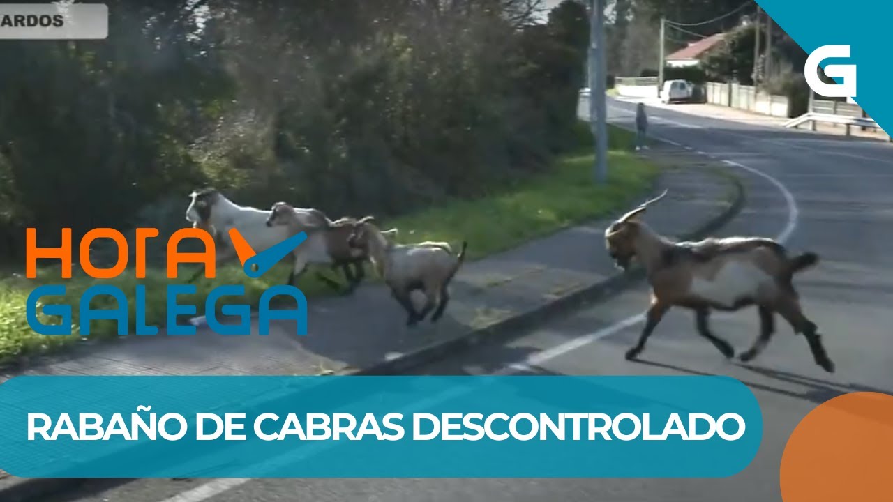 🐐 As CABRAS dunha VECIÑA de MUGARDOS, obxecto de DISCORDIA
