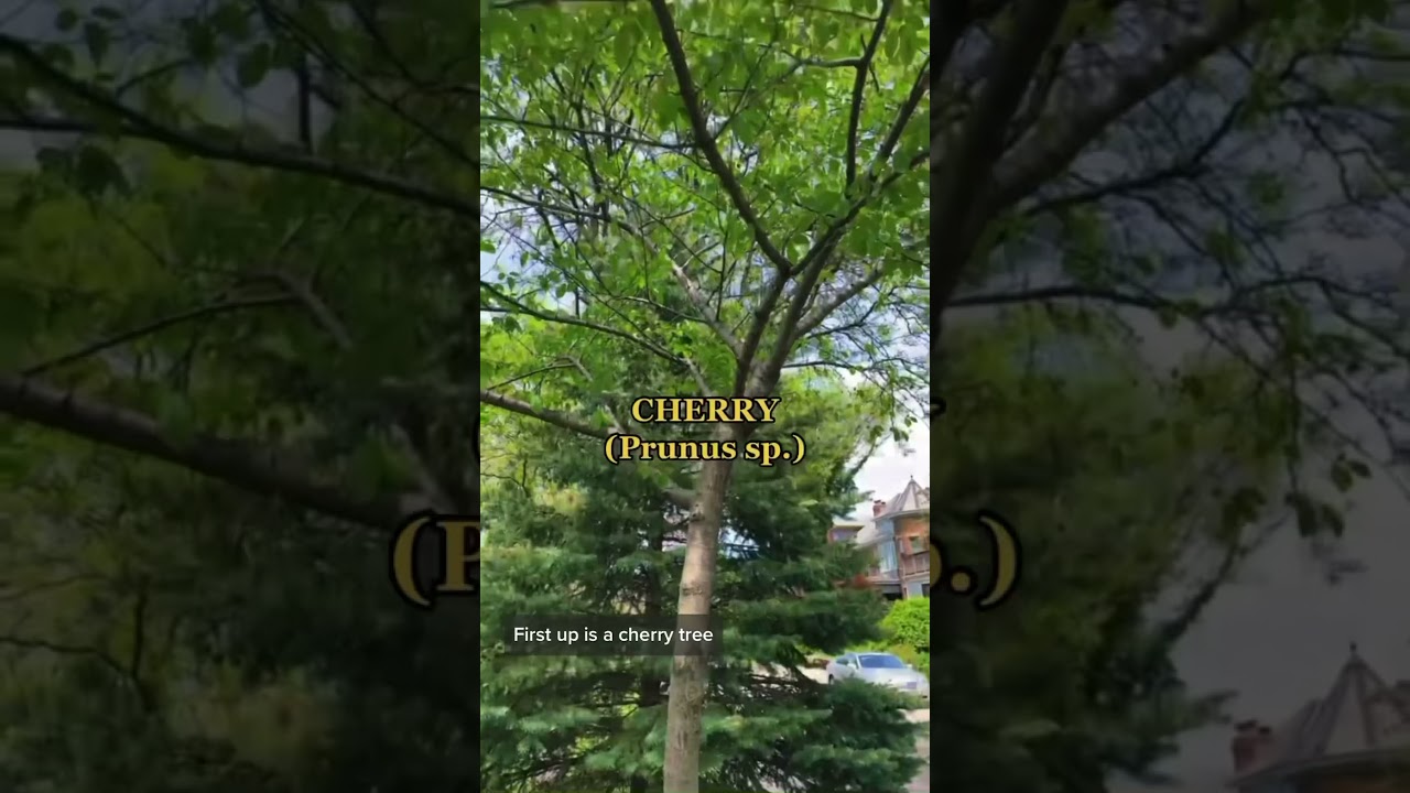 РЕЙТИНГ СОСЕДНИХ ДЕРЕВЬЕВ (по вкусу листьев 🤣)