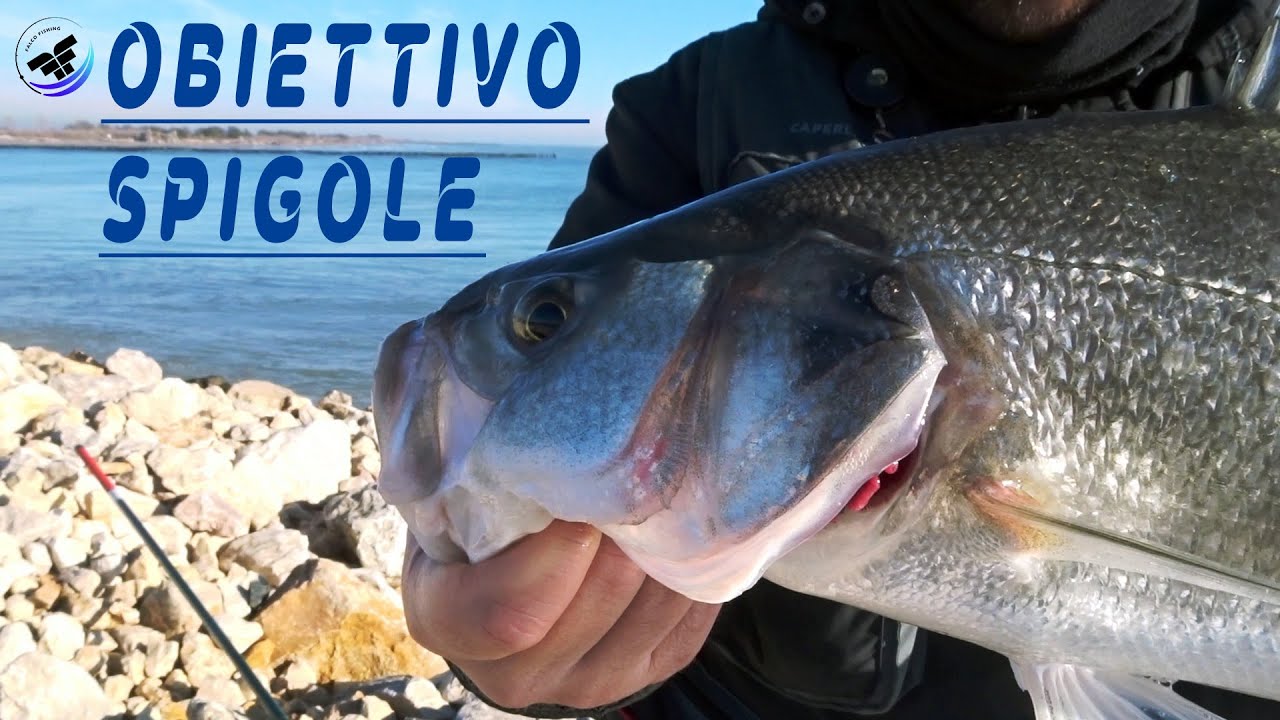 PESCA TRA MARE E FIUME ~ Pesca Bolognese alla SPIGOLA con GAMBERO VIVO e COREANO ~