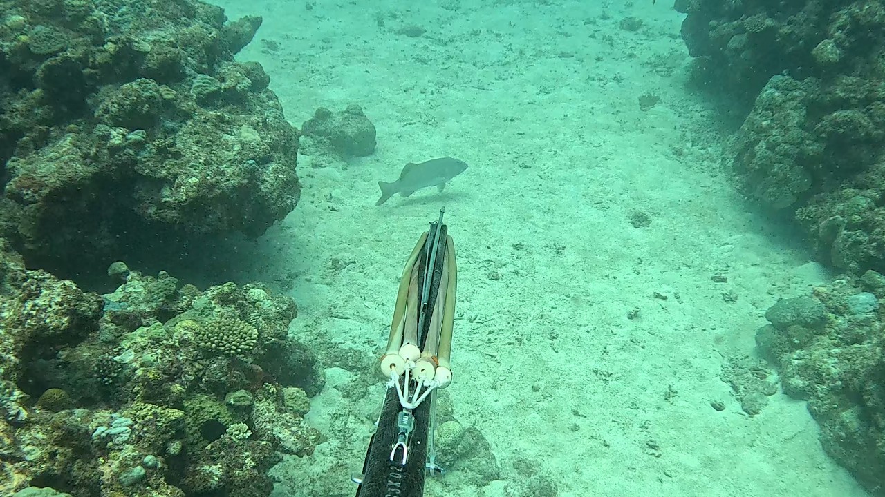 【素潜り魚突き】2025年7月13日【spearfishing in JAPAN】