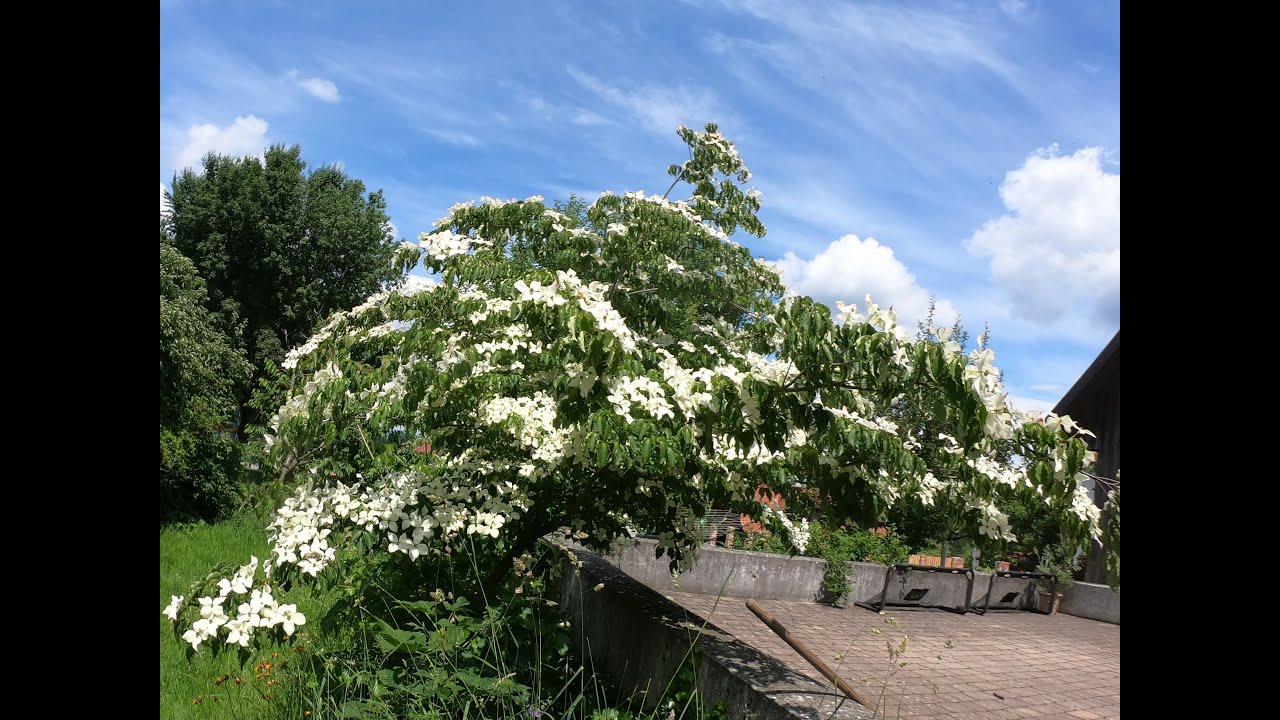 🚴‍♀️🇦🇹🇩🇪Schärding Passau Radrunde 17.06.20.
