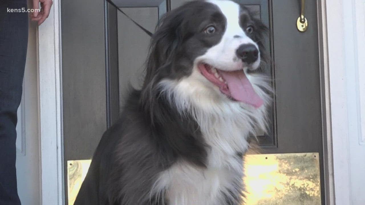 Smart dog uses Ring doorbell camera to alert owners